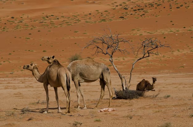 قطيع إبل في بيئة طبيعية